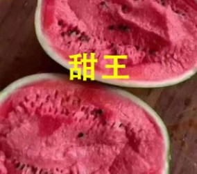 会宁嫁接甜王西瓜苗基地,靖远育露天种西瓜苗品种2025