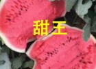 蓝田育西瓜种苗厂,高陵卖嫁接甜王西瓜苗厂家(2025)