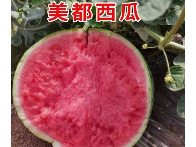 铜川育西瓜嫁接苗基地,宝鸡抗重茬甜王西瓜苗(2025)