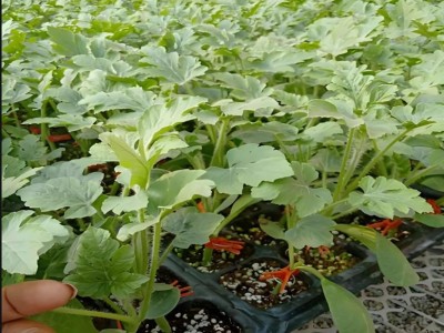 孝感西瓜苗去哪买 2025嫁接西瓜苗育苗厂