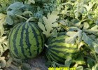 定边育西瓜嫁接苗厂家,佳县露天耐裂甜王大西瓜苗(2025)