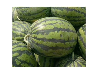 泌阳西瓜苗育苗厂家,确山抗重茬嫁接西瓜苗2025