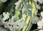 磁县西瓜苗育苗厂家,肥乡抗重茬甜王嫁接西瓜苗
