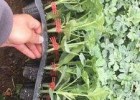 攀枝花育西瓜种苗厂,自贡耐裂甜王西瓜苗2025