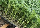 容城,易县批发大粉西红柿苗\嫁接番茄苗基地