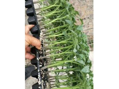 望都,涞水育草莓西红柿苗\小番茄苗批发基地2025