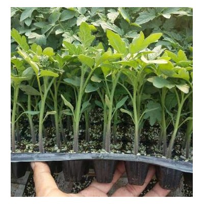 承德,平泉育草莓西红柿苗\小番茄苗批发基地2025