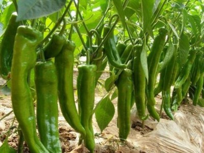 保定辣椒苗代育，批发线椒苗基地价格