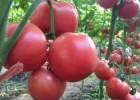 南皮,泊头西红柿嫁接苗\大红\口感番茄苗2025