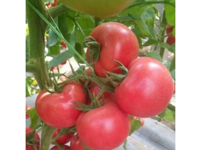 高青,沂源育草莓西红柿苗-千禧小番茄苗厂家2025