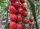信宜卖越夏茬西红柿苗\小番茄苗育苗厂,肇庆2025