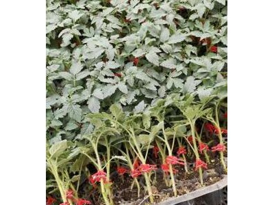 徐闻育草莓西红柿苗\小番茄苗批发基地,廉江2025