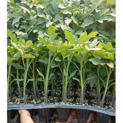 增城育草莓西红柿苗厂\口感番茄苗基地直供,从化2025