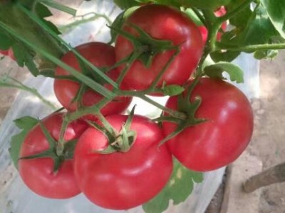 始兴卖越夏茬西红柿苗\小番茄苗育苗厂,仁化2025