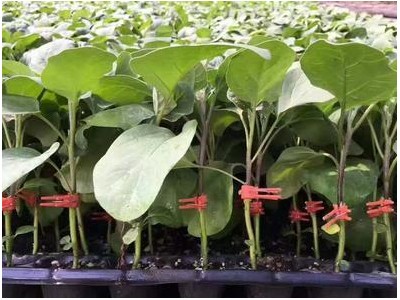 蒙城嫁接茄子苗长茄苗,黄山线茄苗育苗厂直供2025