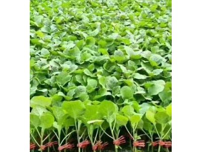 济南代育嫁接茄子苗厂家,平阴长线茄苗\绿把茄子苗