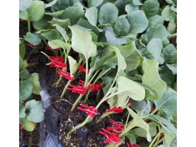 范县茄子苗嫁接基地,济源线茄苗\长茄子苗\圆茄苗