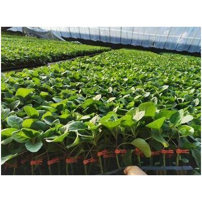 香河黑宝圆茄子苗,大城批发嫁接茄子苗厂家