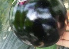 盐山嫁接圆茄子苗育苗厂,肃宁抗重茬茄子苗2025