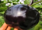 南皮批发茄子嫁接苗,泊头育紫黑圆茄苗厂家2025