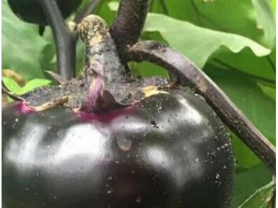 定边批发茄子嫁接苗,佳县育紫黑圆茄苗厂家2025