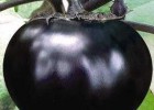 太白茄子苗育苗厂家,泾阳嫁接长茄苗\紫红圆茄子苗