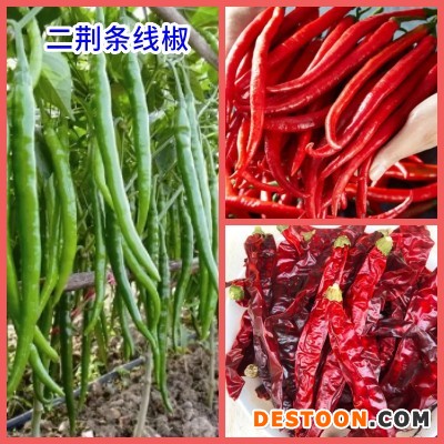二荆条1