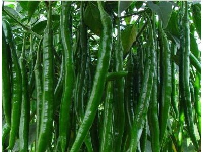 毕节育二荆条辣椒苗厂家,安顺批发线椒苗基地2025