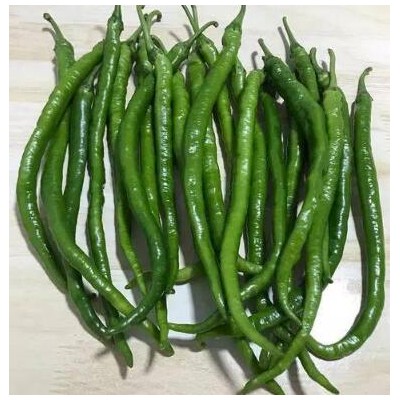 沈阳批发二荆条线椒苗,葫芦岛小米椒苗育苗厂2025