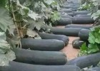 南京育冬瓜苗厂,嫁接黑皮大小冬瓜苗(2025)