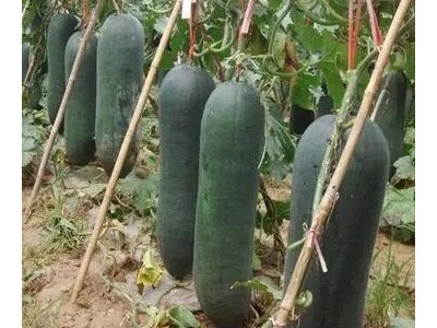 延安育大冬瓜苗厂,铜川批发铁皮大冬瓜苗(2025)