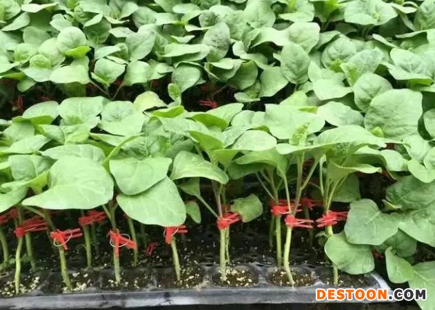 铜仁茄子苗出售，绿灯泡茄子苗价格基地