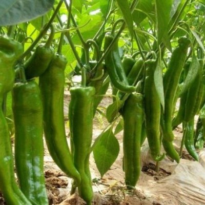 天津一大茬辣椒苗厂家 代育辣椒种苗育苗厂