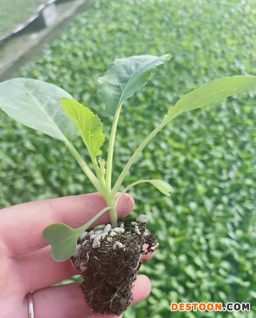 萍乡菜花苗去哪买 江西2025有机菜花苗基地批发