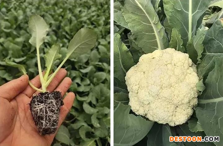 驻马店甘蓝菜花苗基地 河南育绿甘蓝苗育苗厂
