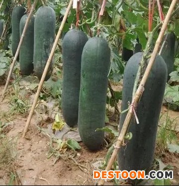 冬瓜5
