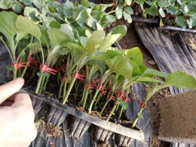 克拉玛依哪里有嫁接茄子苗卖？乌鲁木齐育茄子苗基地