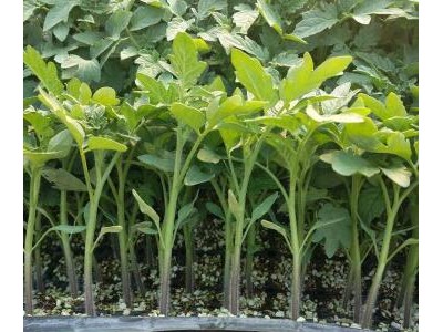 常州育越夏西红柿苗,苏州卖耐热番茄苗品种2025