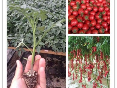 涡阳草莓西红柿苗,利辛育秋延茬口感西红柿苗2025
