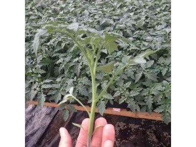 丽水草莓西红柿苗,龙泉育秋延茬口感西红柿苗2025