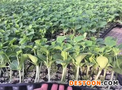 宁波黄瓜种苗批发 2025育全雌黄瓜苗育苗基地