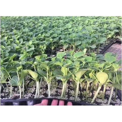 邯郸育黄瓜苗厂家 2025河北出售嫁接的黄瓜种苗
