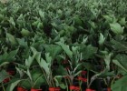 周口嫁接茄子苗哪有育,永城线茄苗\长茄苗\圆茄苗