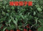 扶沟嫁接绿茄苗哪里买,项城茄子苗育苗基地2025