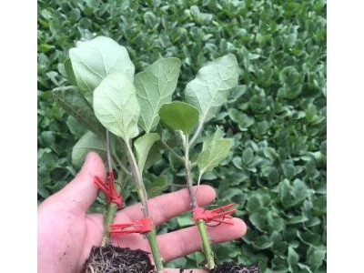 旌德培育嫁接茄子苗基地,郎溪线茄长茄种苗厂2025
