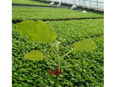 孝感育嫁接茄瓜苗,钟祥抗病强杭茄\线茄子苗厂家