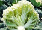 桐柏65天有机花菜苗,新野大量批发菜花苗厂家2025