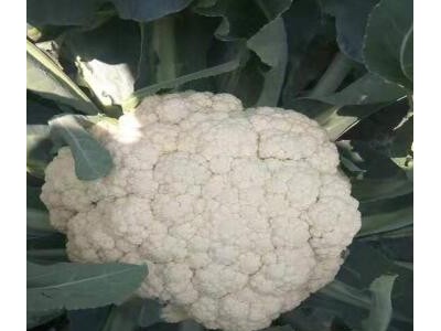 睢宁耐热菜花苗哪有育,新沂批发有机松花菜苗基地