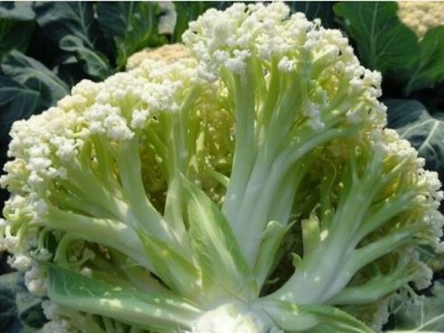 临沭早熟菜花苗65天品种,兰陵耐热性强有机花菜苗