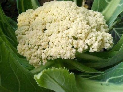 菏泽耐热松花菜苗65天,曹县批发菜花苗厂家2025